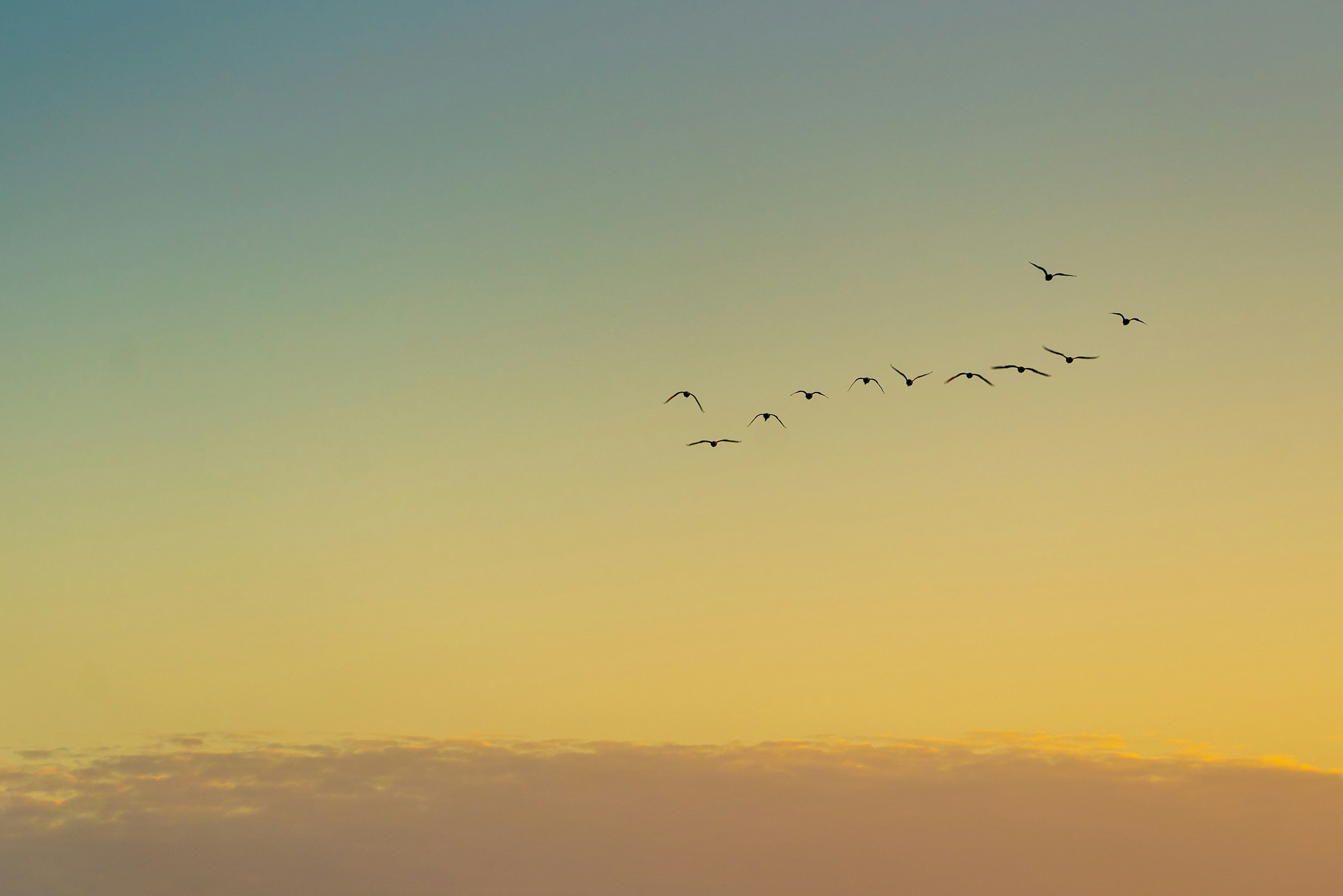 birds flying over the clouds during sunset